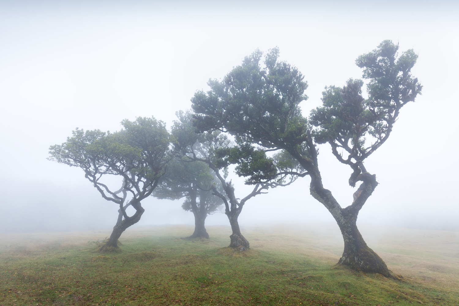 Stromy v mlze, Madeira, Portugalsko